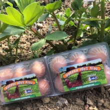 Λαμπρινούδης Αυγά (6 Τεμάχια)