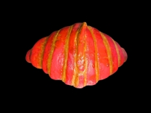 Κρουασάν Φράουλα