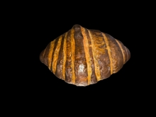 Κρουασάν Βουτύρου Πραλίνα