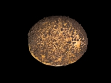 Η Σοκολατένια Kourou