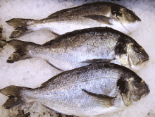 Λιθρίνι Β (500gr)