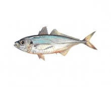 Σαφρίδι (500gr)