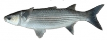 Κέφαλος (500gr)