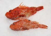 Σκορπιομάνες (500gr)