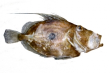 Χριστόψαρα (κιλό)