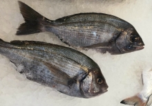 Σκαθάρι (500gr)