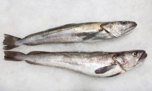 Μπακαλιάρος Α (κιλό)