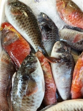 Σκάρος (500gr)