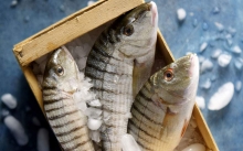 Μουρμούρια Α (500gr)