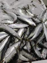 Σαρδέλα Καλλονής (Παπαλίνα) (500gr)