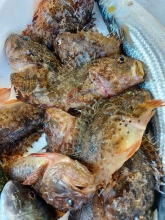 Σκορπιός (500gr)