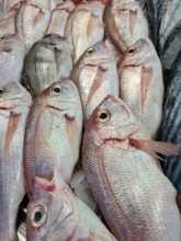 Λυθρίνι Β (500gr)