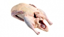 Φραγκόκοτα Ιταλίας (κιλό)