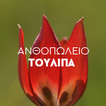 Ανθοπωλείο Τουλίπα