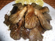 Μανιτάρια Πλευρώτους