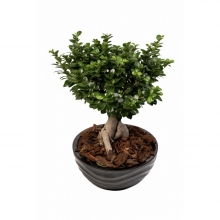 Bonsai Μικρό σε Κεραμικό Κασπώ