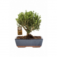 Bonsai Μεγάλο σε Κεραμικό Κασπώ