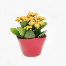 Καλαγχόη σε Κεραμικό Κασπώ