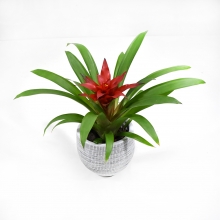 Γκουσμάνια σε Κεραμικό Κασπώ