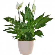 Σπαθίφυλλο σε Κεραμικό Κασπώ