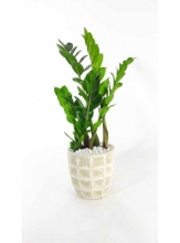 Ζάμια σε Κεραμικό Κασπώ