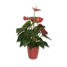 Ανθούριο σε Κεραμικό Κασπώ