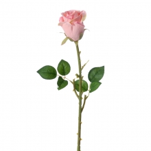 Τριαντάφυλλο Ροζ