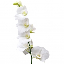 Ορχιδέα Λευκή