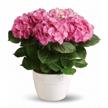 Ορτανσία Ροζ