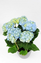 Ορτανσία Μπλε