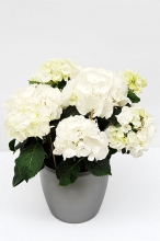 Ορτανσία Λευκή