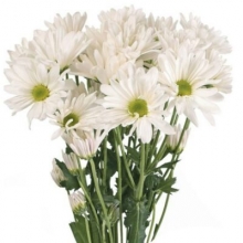 Χρυσάνθεμο Λευκό