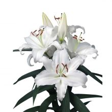 Οριεντάλ Λευκό