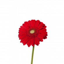 Ζέρμπερα Κόκκινη