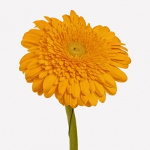 Ζέρμπερα Πορτοκαλί