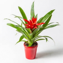 Πήλινο Κόκκινο Κασπώ με Guzmania