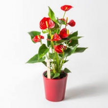 Πήλινο Κασπώ με Ανθούριο