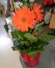 Πλαστικό Κασπώ με Ζέρμπερα