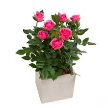 Κασπώ με Τριανταφυλλιά Νάννα