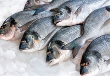 Τσιπούρα (κιλό)