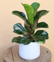 Φίκος Bambino με Κασπώ