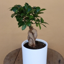 Μπονσάι Φίκος με Κασπώ