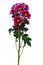 Χρυσάνθεμο - Χρώμα Διαθεσιμότητας (τμχ)