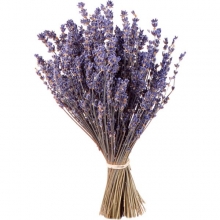 Αποξηραμένη Λεβάντα