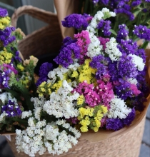 Αμάραντος σε Ματσάκι - Διάφορα Χρώματα