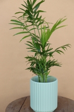 Χαμαιδωρέα Mini σε Κασπώ