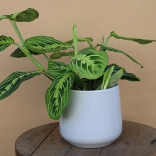 Καλαθέα Μικρή με Κασπώ