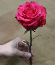 Τριαντάφυλλο Φούξια Εκουαδόρ Pink Floyd (τμχ)