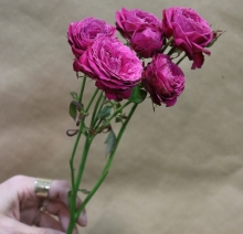 Τριαντάφυλλο Πολυανθές - Χρώμα Διαθεσιμότητας (τμχ)