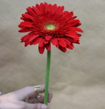 Ζέρμπερα - Χρώμα Διαθεσιμότητας (τμχ)